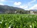 BRESCIA, Botticino. Il primo campo in erba sintetica polivalente per calcio e rugby - foto 3